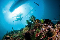 The reefs & divers by Nicole Tan 